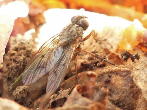 Phaonia tuguriorum